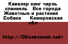 Кавалер кинг чарль спаниель - Все города Животные и растения » Собаки   . Кемеровская обл.